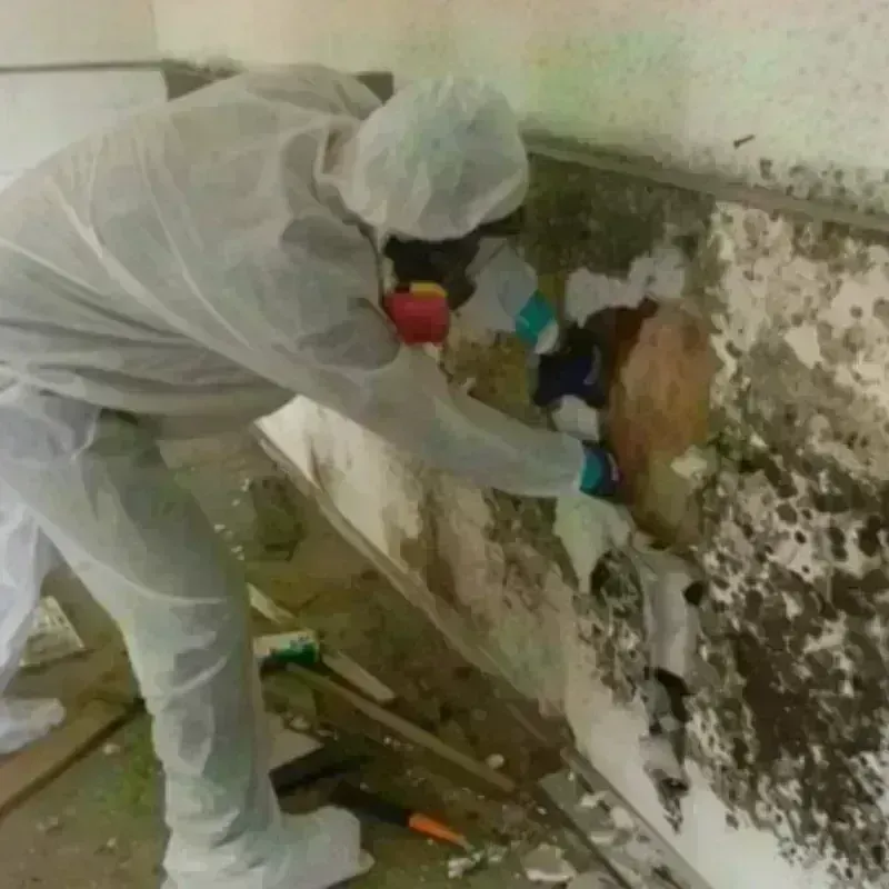 Mold Remediation and Removal in Sharon, MS